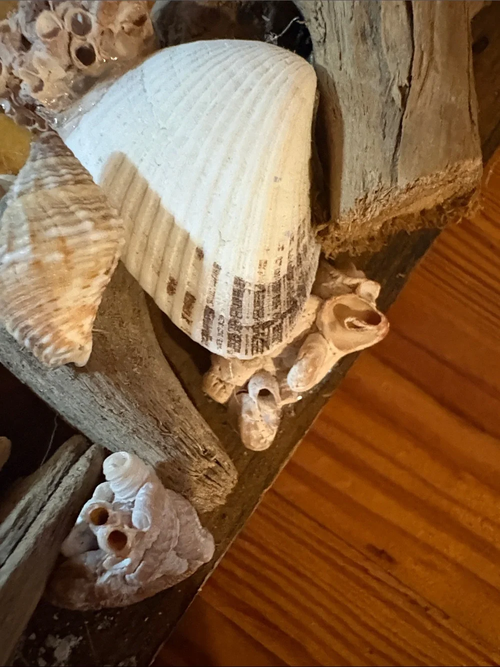 Real Driftwood & Seashell Decorative Photo Frame Handmade Coastal Nautical Decor